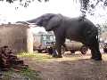 Click to see een-olifant-in-het-simba-camp-bij-ngorongoro-in-tanzania.html