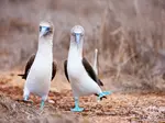 amanda-istock-galapagos-blauwvoet-vogels-800.jpg