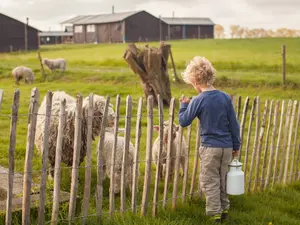 kind bij de schapen