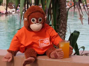 Apie aan het zwembad bij RIU Tikida Palmeraie in Marrakech