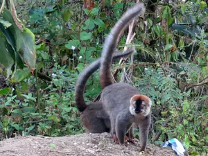 Ranomafana National Park ligt in het Oosten van Madagascar. Hier gaan we diverse soorten lemuren en andere unieke dieren spotten in het regenwoud