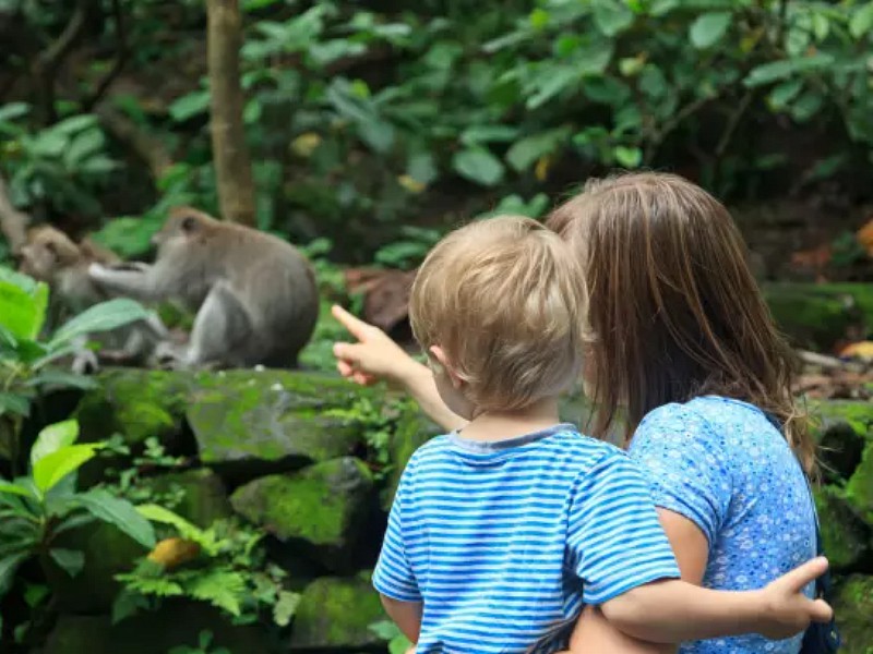 aapjes kijken op Bali