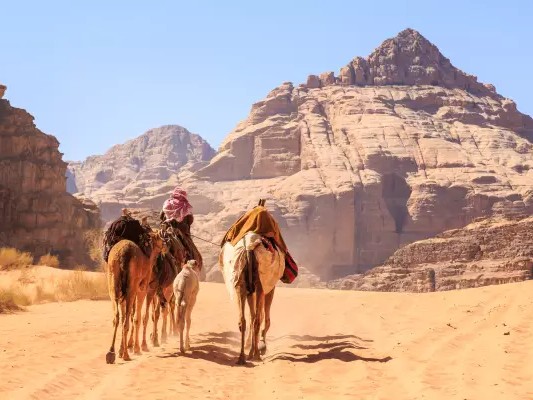 Kamelen door de woestijn in Jordanië