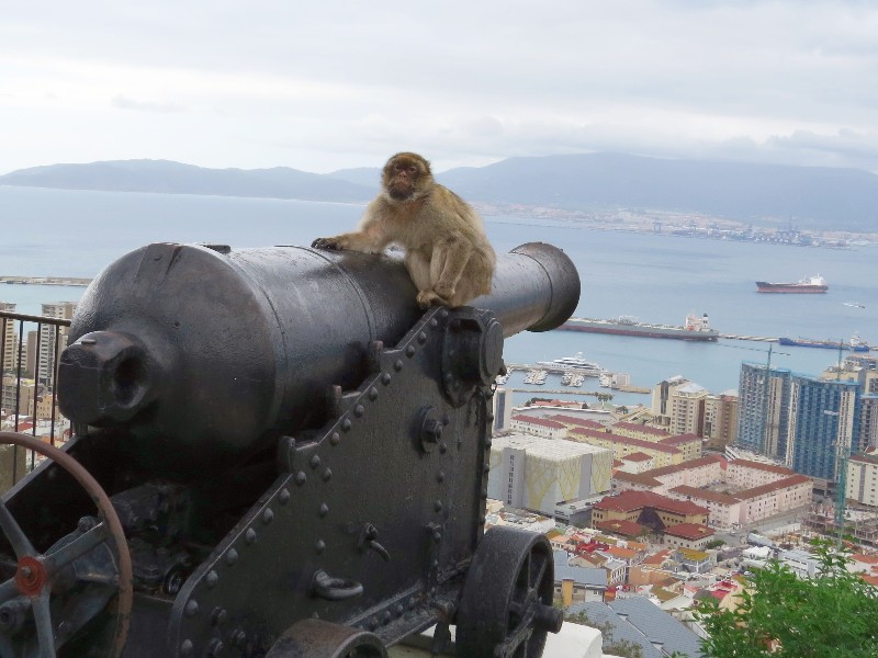 Een aap relaxt even op één van de kanonnen
