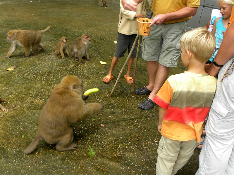 De apen krijgen bananen