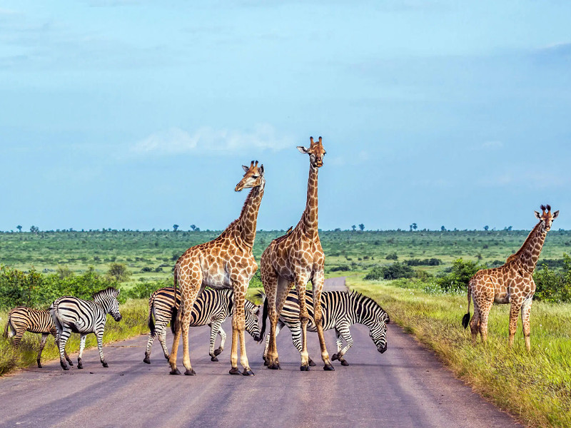Giraffen spotten in Afrika