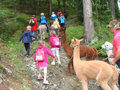 Op stap met de ezels en alpaca's