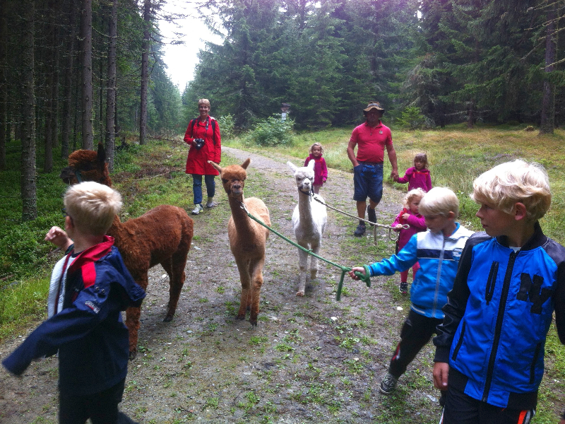 Onze jongens aan de wandel met Alpacas in Oostenrijk