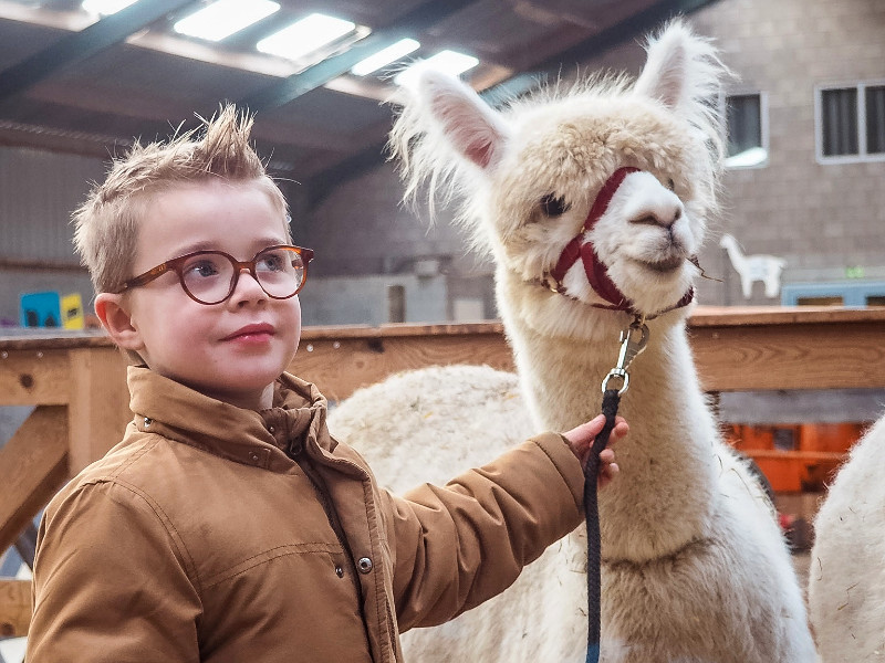 Alpaca's zijn wollig, superschattig en ook erg zachtaardig. Op De Alpacaboerderij kan je vakantie vieren of een leuk daguitje beleven. Super leuk voor kids!