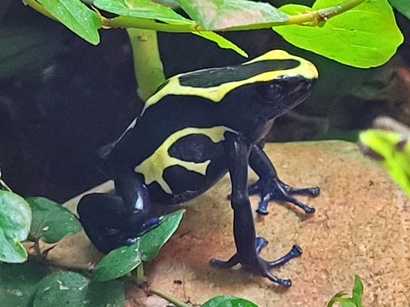 Mooie gekleurde kikker in Zoo Antwerpen