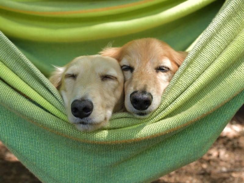 Twee honden chillen heerlijk op een hondencamping uit het lijstje van de ANWB