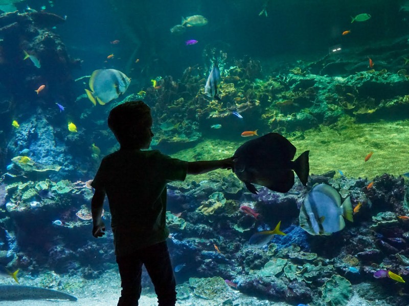 Pak me dan, als je kan, in het aquarium Nausica