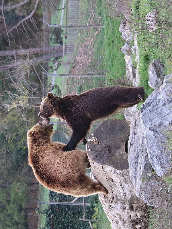 Hoogtepunt van onze safari: twee stoeiende beren!