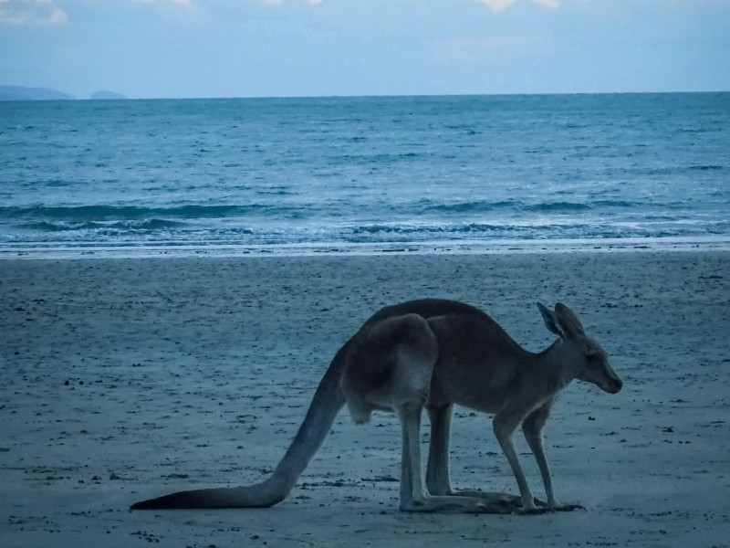 kangoeroe op het strand