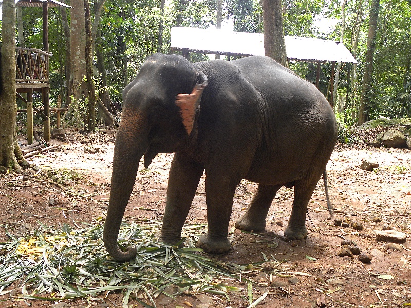 Een van de acht olifanten die leven in Ban Kwan Chang