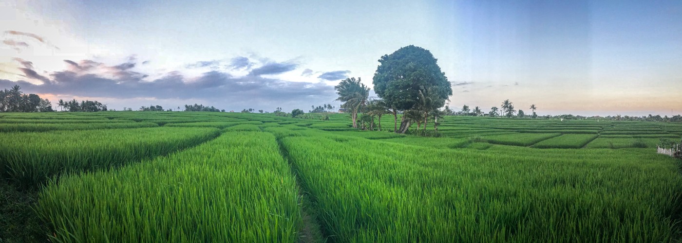 uitzicht veld op bali