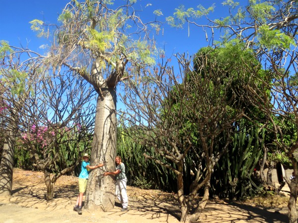 Blij met de eerste baobab die we in Madagascar vinden!
