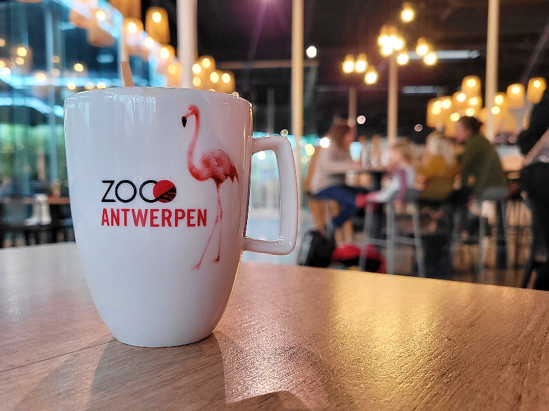 Lekker warme chocolademelk drinken bij ZOO Antwerpen