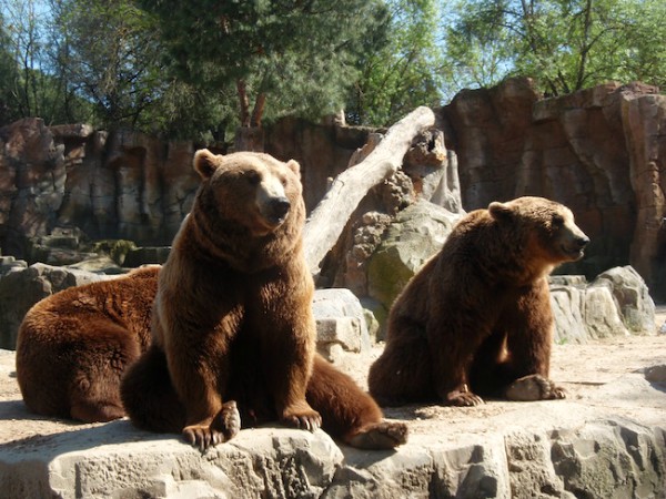 Beren in de dierentuin van Madrid