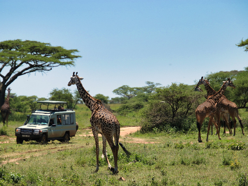 Op safari in Tanzania