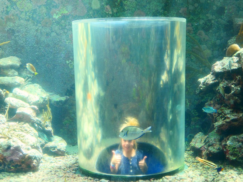 Vlakbij Willemstad op Curaçao ligt het Sea Aquarium. Een leuke kindvriendelijke excursie die Bianca ging ontdekken. Lees hier haar verslag.