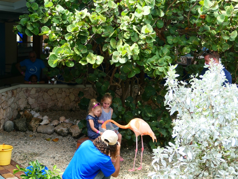Sanne en Emma voeren de flamingo's