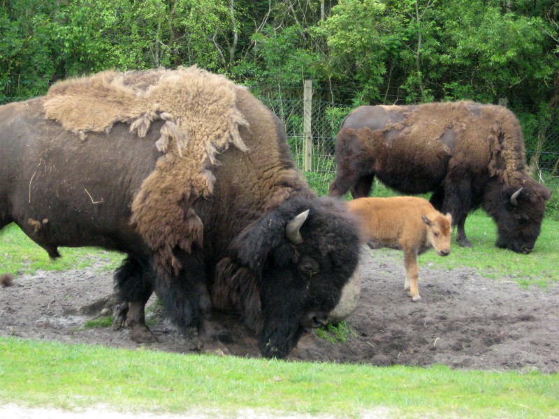 De grazende bizons in Givskud Zoo