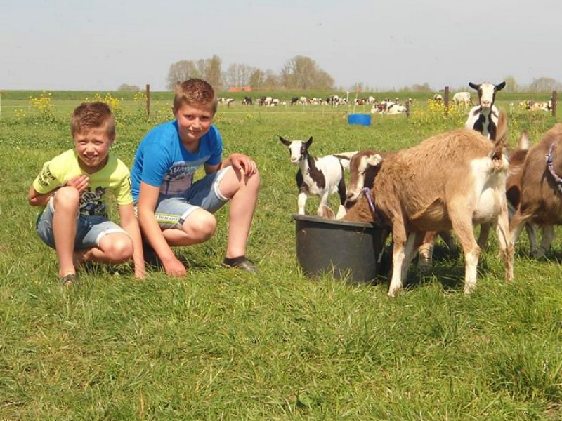 Kids op de foto bij de geiten die net gevoerd zijn