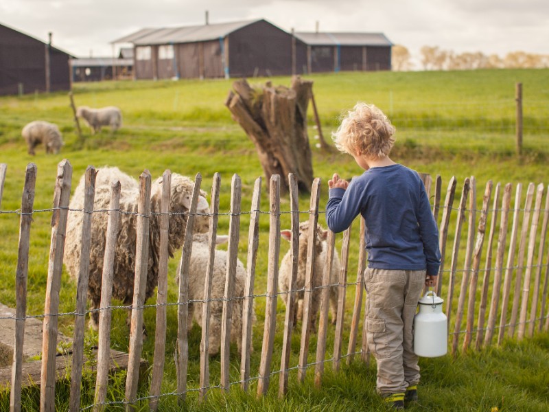 kind bij de schapen