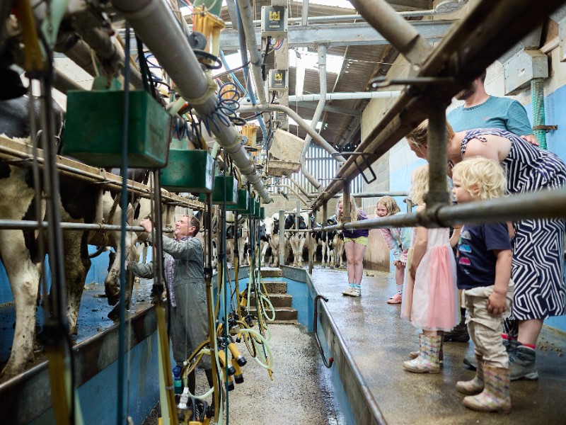 kijken bij het koeien melken