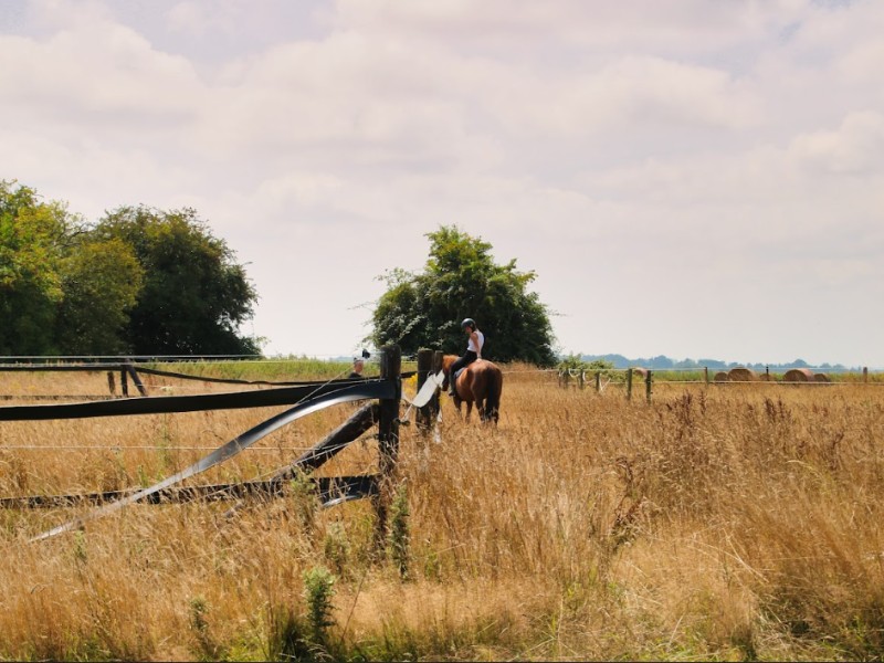 meisje op paard in veld