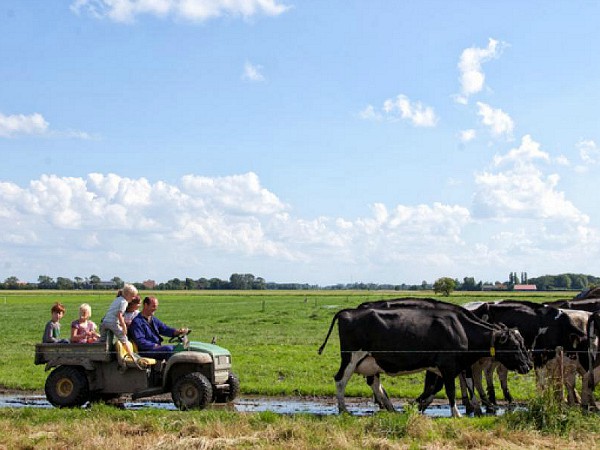 Boer en kinderen in de jeep achter de koeien aan