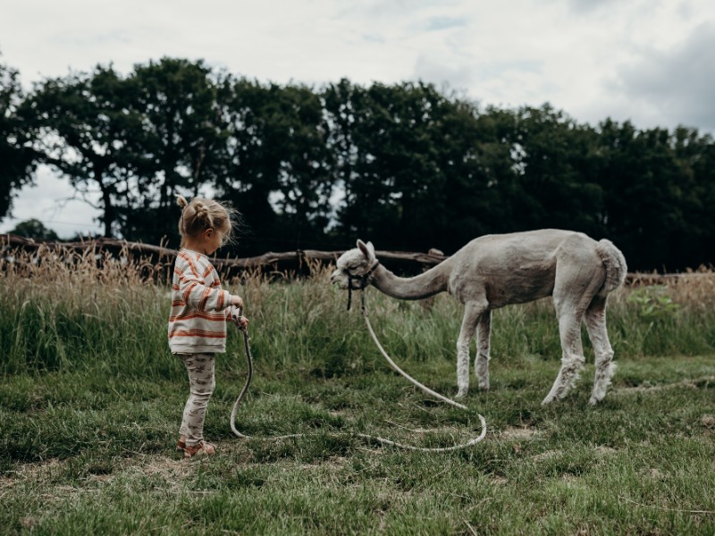 meisje met alpaca