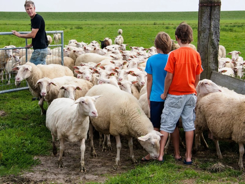 Schapen in de wei