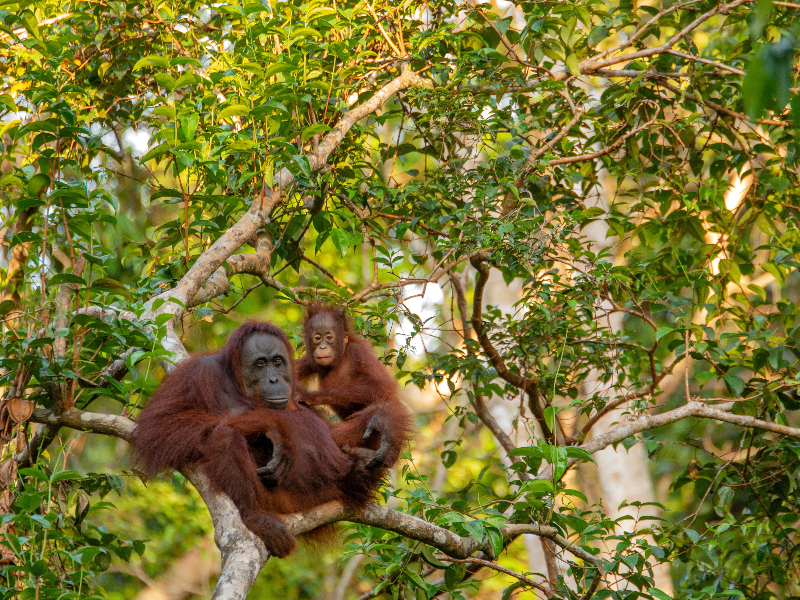 Orang Oetang met jong in de bomen bij Borneo