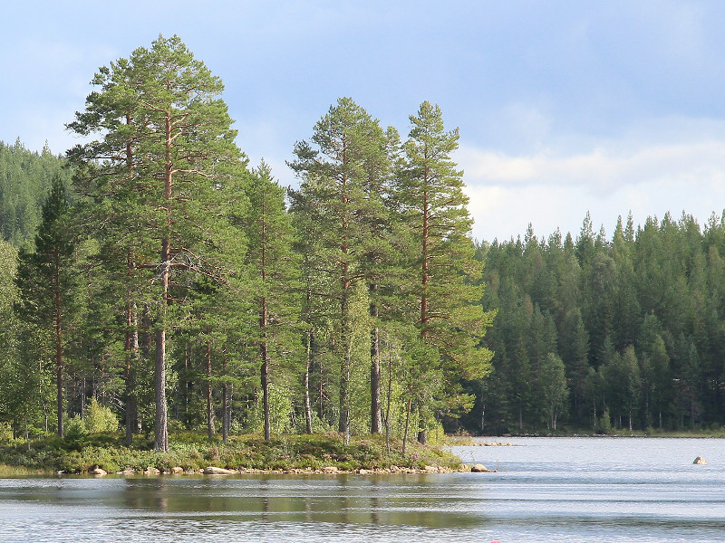 Zweedse bossen