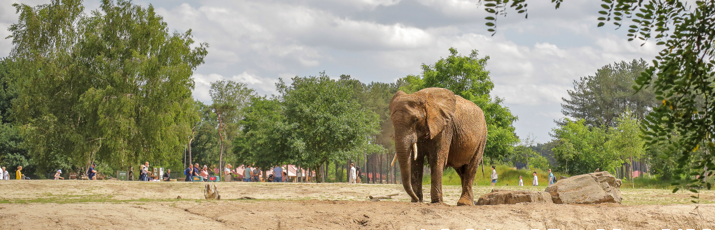 Een Olifant in het park de Beekse Bergen in Brabant