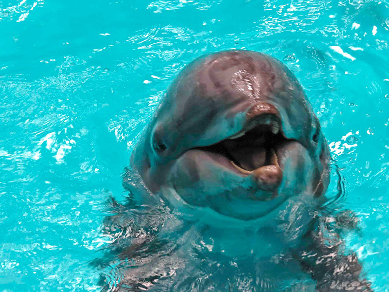 Een mooie close-up foto van een dolfijn!