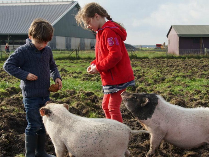 De kinderen voeren de biggen