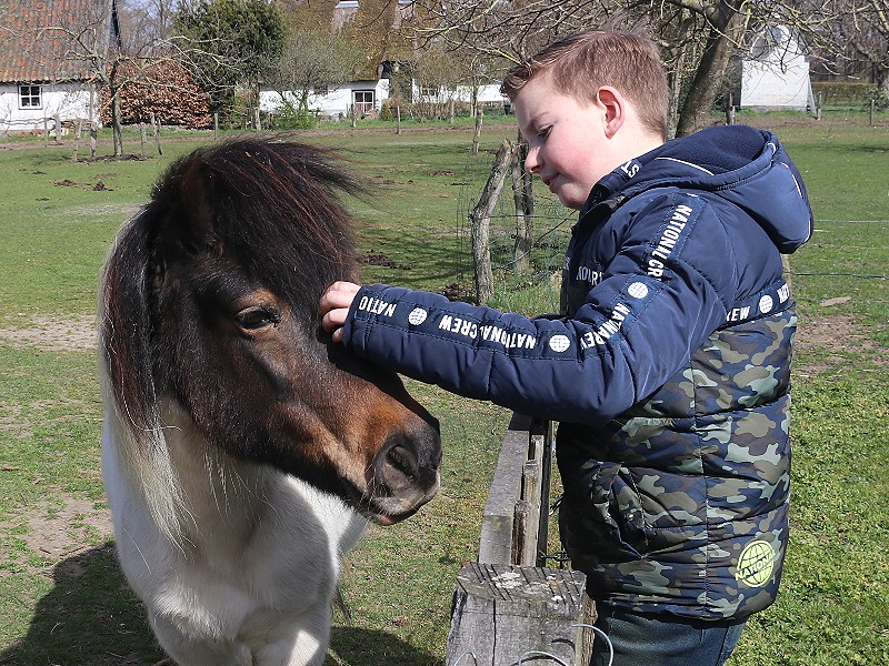 Eén van de twee lieve pony's van De Kleine Wildenberg.