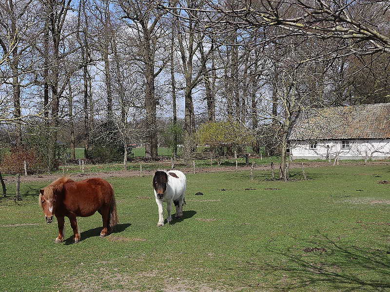 De lieve pony's van De Kleine Wildenberg.