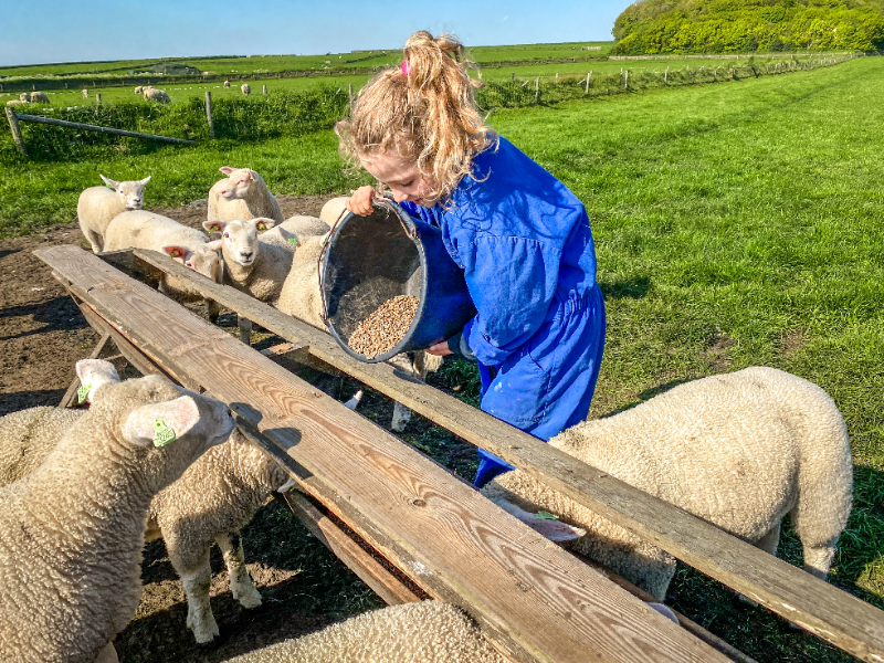 Kind helpt enthousiast mee bij het voeren van de schapen op De Waddel op Texel