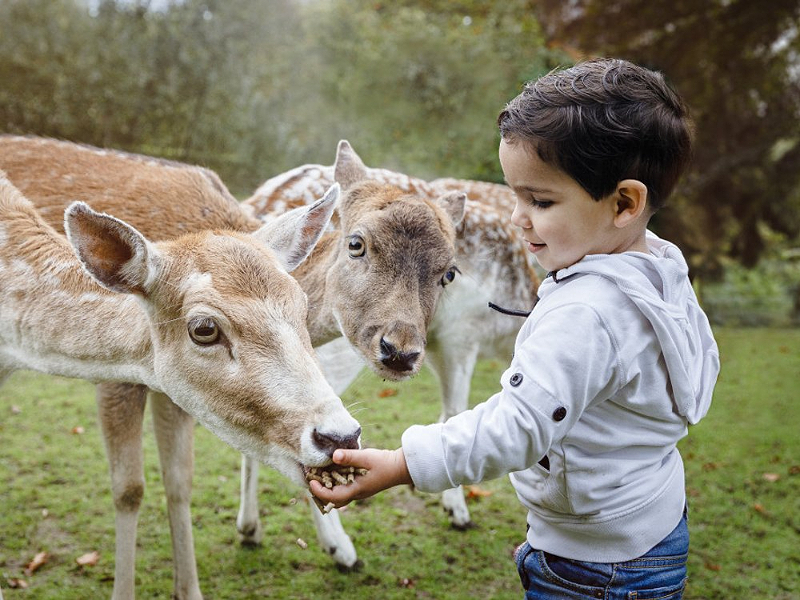 Hertjes voeren in de herfst bij het Dierenbos