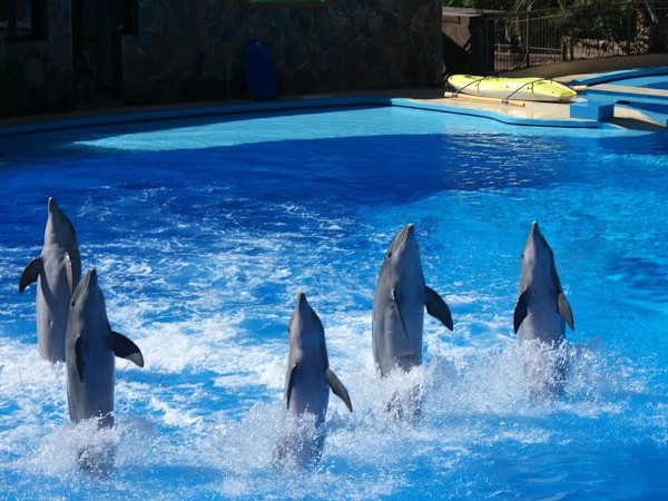 dolfijnenshow in Palmitos Park