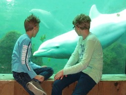 Zeb en Tycho kijken naar de dolfijn
