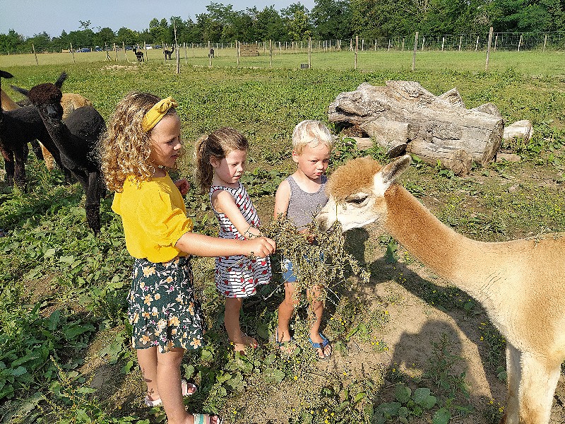 domaine-ramonjavel-alpacas-voeren-800.jpg