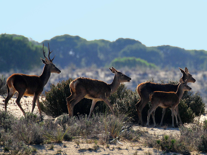 Herten in het Doñana Nationaal Park