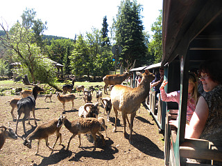 Dieren voeren vanuit het treintje in Eifel zoo