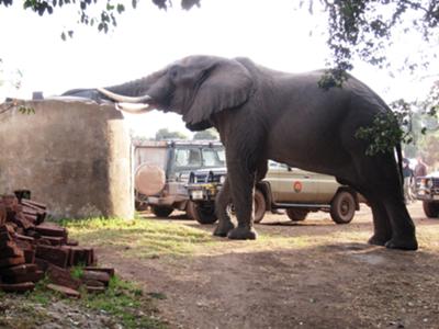 Ngorongoro, Simba Camp (Tanzania)