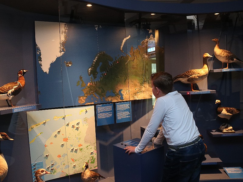 Interessante exposities in het Natuurmuseum Friesland
